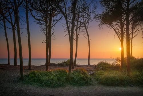 Pine trees, beach and sea at sunset in Marina di Cecina