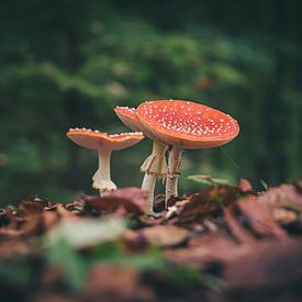 Herfst - Paddenstoelen 3 van DTC SnapShots