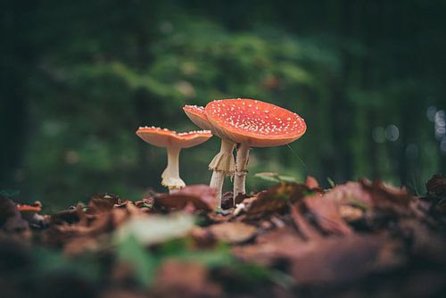 Herfst - Paddenstoelen 3
