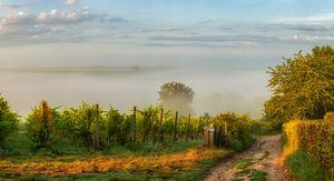 A foggy sunrise over the hills of southern Limburg