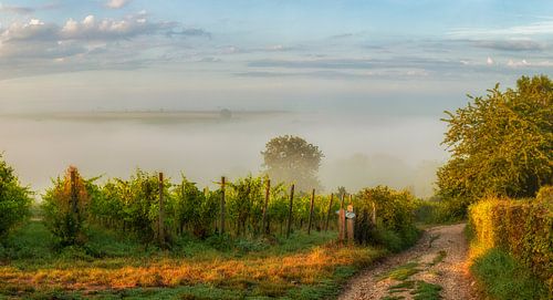 Een mistige zonsopkomst boven de heuvels in Zuid-Limburg