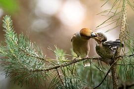 On nourrit un jeune pinson des arbres