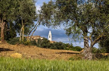 Pienza among olive trees, Italy by Adelheid Smitt