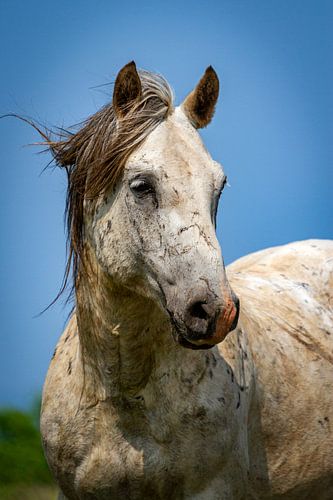 Wildpferd-Portrait von Ursula Di Chito