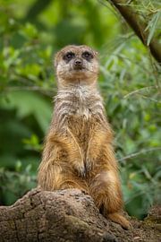 Neugieriger Erdmännchen auf der Lauer von Triki Photography