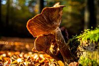 Automne 2020