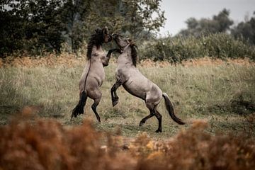 Paardenstrijd Wild Vuur in de Weide van Femke Ketelaar