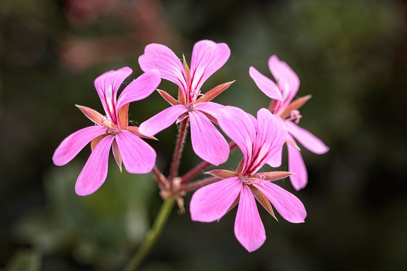 Geranium by Rob Boon