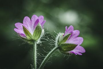 Paarse bloemetjes in close-up van Jan Eltink