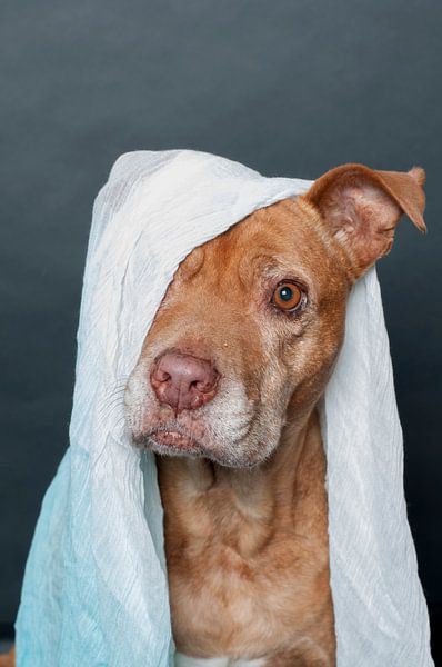 Huisdier Portret van een pitbull met een sjaal over haar kop van R Alleman