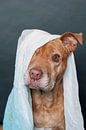 Huisdier Portret van een pitbull met een sjaal over haar kop van R Alleman thumbnail