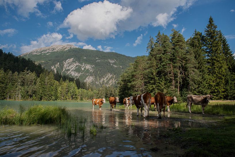 Austrian &quot;wildlife&quot;! by Robert Kok