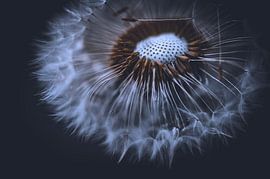 The dandelion at night. by Robby's fotografie