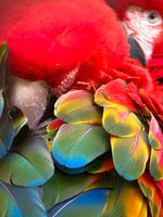 Scarlet macaw parrot 