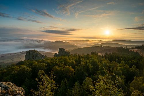 Zonsopgang in het bos
