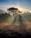 Sunrise, The Hoorneboegse Heath by Anthony Trabano thumbnail