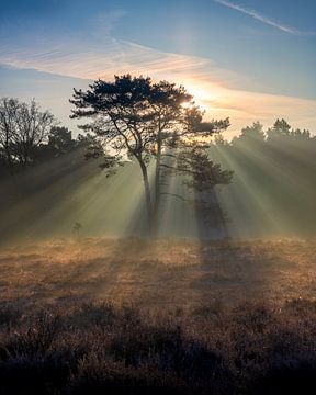 Sunrise, The Hoorneboegse Heath by Anthony Trabano