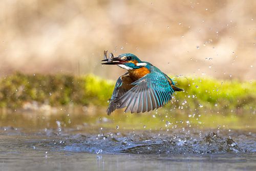 Eisvogel im Flug