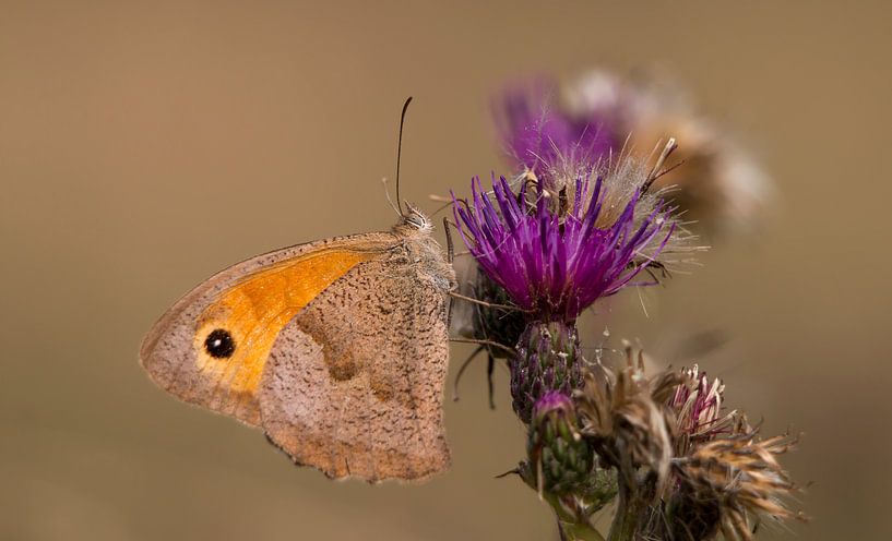 Meadow brown on a purple flower by Bas Ronteltap
