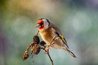 Portret van de putter (distelvink)