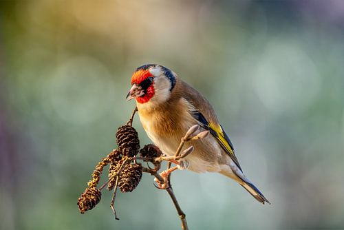 Portrait of the goldfinch (goldfinch)
