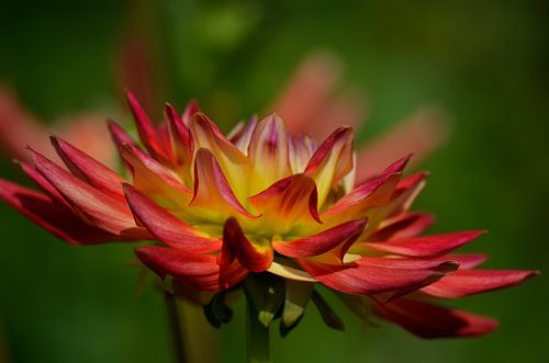 Vurige Dahlia