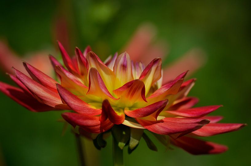 Vurige Dahlia von Yvonne van der Meij