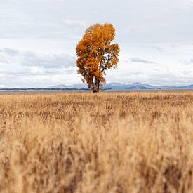 Oranger dans un champ au Wyoming sur Myrthe Slootjes