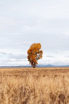 Oranje boom in het veld in Wyoming van Myrthe Slootjes