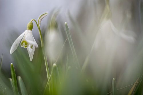 Sneeuwklokje
