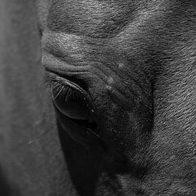 Paard in zwart-wit van Sharleen Roijackers