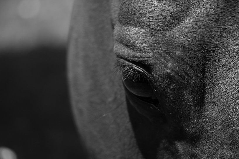 Horses in black &amp; white by Sharleen Roijackers