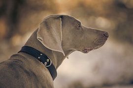 Weimaraner hond met onderzoekende blik van Toos Wassink