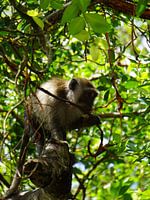 Un moment de tranquillité dans la jungle thaïlandaise : un macaque-lion se régalant de nourriture dans des tons chauds et des verts luxuriants.