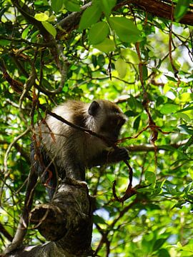 Un moment de tranquillité dans la jungle thaïlandaise : un macaque-lion se régalant de nourriture dans des tons chauds et des verts luxuriants. sur Sharon Steen Redeker