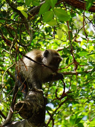 A Moment of Tranquillity in the Thai Jungle: Lion Macaque enjoying some food among warm hues and lush Greens