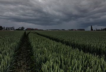 Ciel couvert avec champ de blé. sur Dirk Keij-Bron