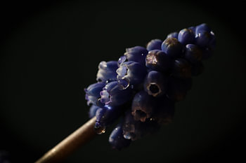 vigne bleue