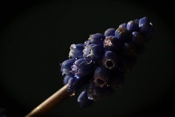 Blauw druifje van Johanna Oud