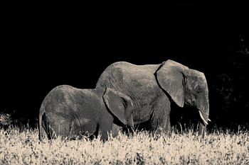 Eléphant avec des jeunes