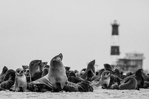 Kolonie pelsrobben / zeehonden in Namibië van Martijn Smeets