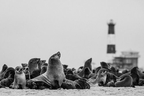 Colony of fur seals / seals in Namibia