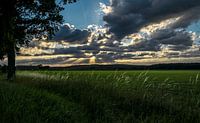 Sunset over meadow