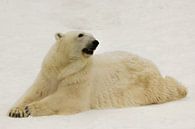 Ein schöner und zufriedener großer arktischer Eisbär ruht (liegt) im Winter im Schnee. von Michael Semenov Miniaturansicht
