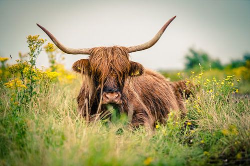 Schotse Hooglander in het gras