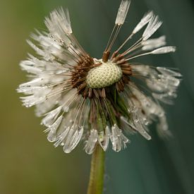 Paardenbloem op retour van Fotogreef