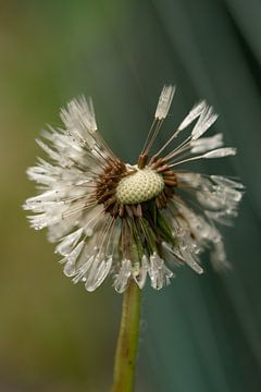 Paardenbloem op retour van Fotogreef