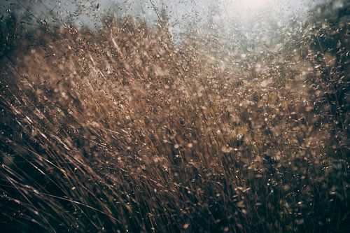 Sonne im hohen Graß