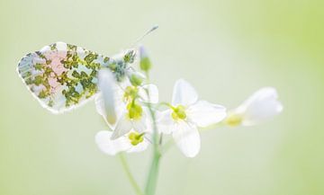 Papillon, la pointe orange sur Danny Slijfer Natuurfotografie