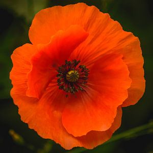 Klaproos